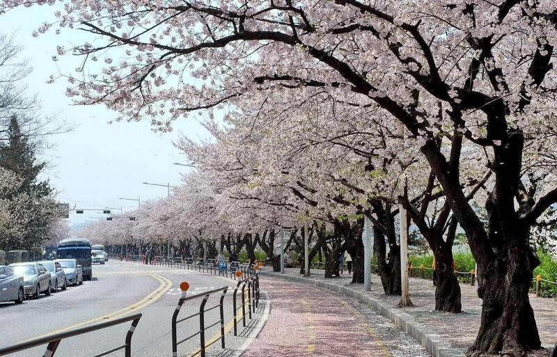Mùa Xuân Hàn Quốc 