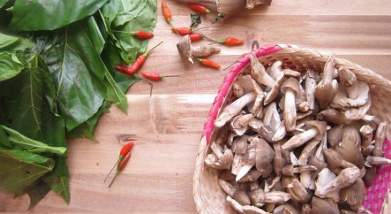 Đến miền tây hái nấm mối cả triệu đồng 1 kg - ảnh 1