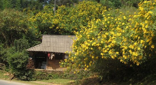 Mùa hoa dã quỳ nở vàng rực ở Buôn Ma Thuột