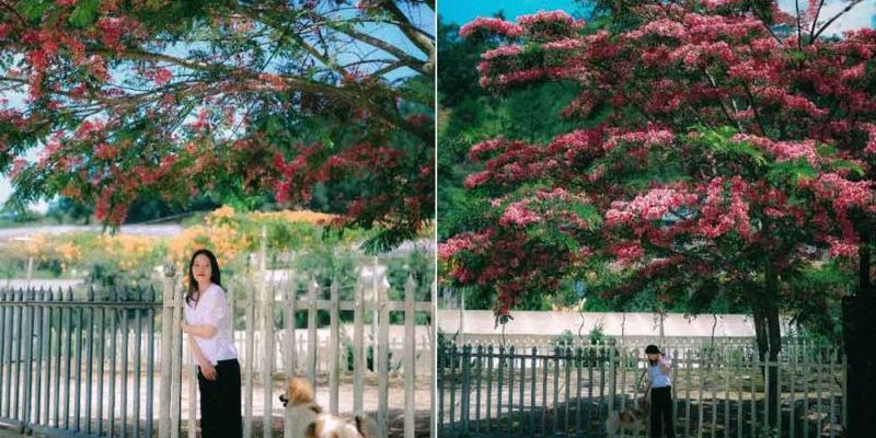 Vẻ đẹp ngọt ngào và đằm thắm của mùa hoa phượng hồng Đà Lạt