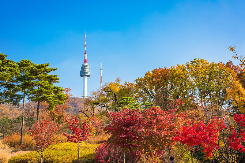 Sắc vàng rực rỡ tại công viên Namsan Sắc vàng rực rỡ tại công viên Namsan