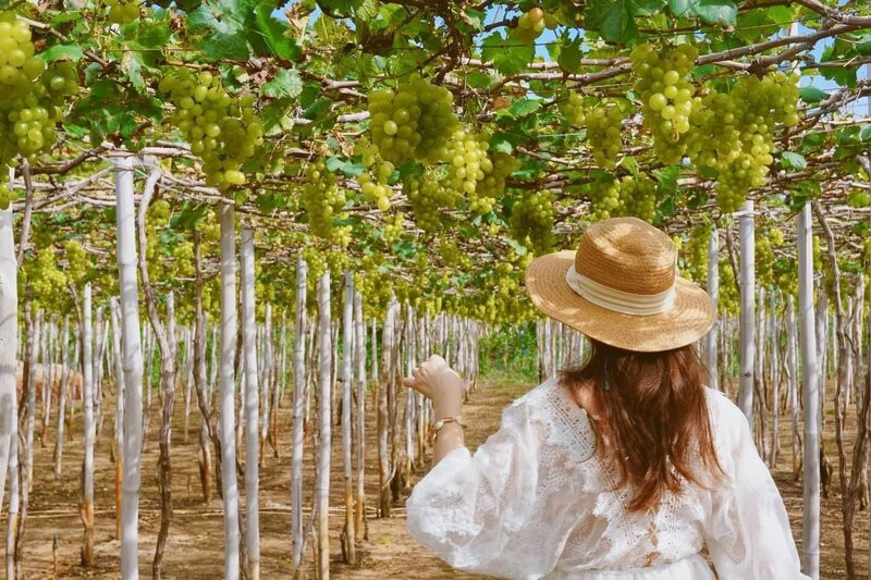 Vườn nho rừng Tây Ninh Vườn nho rừng Tây Ninh