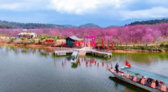 Đảo anh đào Pá Khoang