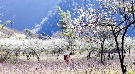 Vẻ đẹp Tà Mung vào xuân để lại ấn tượng sâu sắc