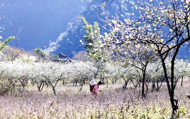 Vẻ đẹp Tà Mung vào xuân để lại ấn tượng sâu sắc Vẻ đẹp Tà Mung vào xuân để lại ấn tượng sâu sắc