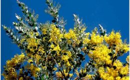 Mùa hoa Mimosa Đà Lạt