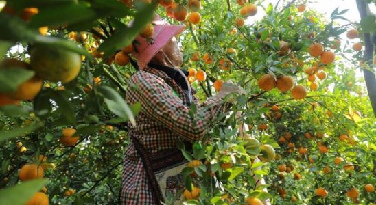 Vườn trái cây Vĩnh Kim