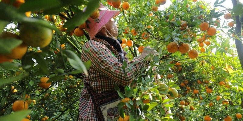 Vườn trái cây Vĩnh Kim
